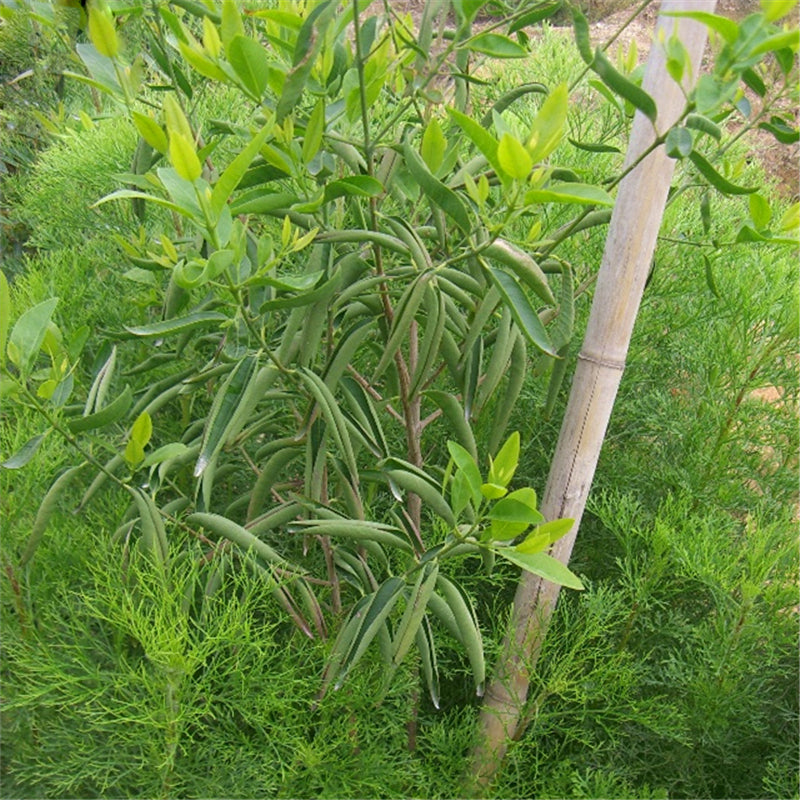 Egrow 20 Pcs/Pack Sandalwood Seeds Sandalwood Tree Santalum Album Rare Sanders