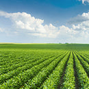 Egrow 20pcs/Bag Soy Bean Seeds Green Vegetable Seeds Soy Bean Edamame Seeds Soybean Bonsai Plants