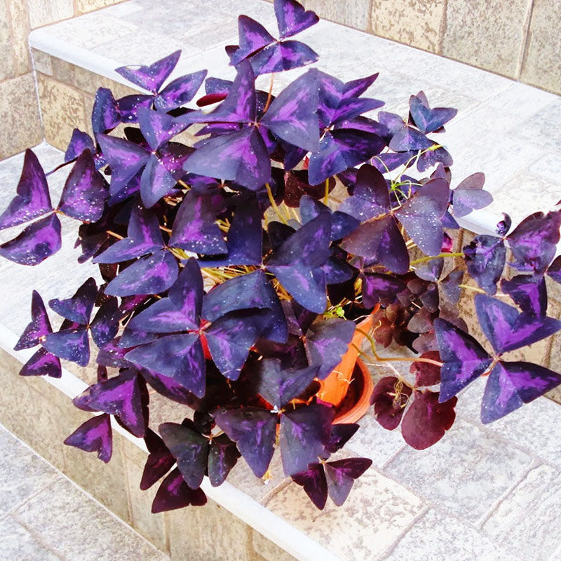 Egrow 100 Pcs/Pack Oxalis Seeds Oxalis Flower Purple Shamrock Clover Bonsai Plant Perennial Outdoor For Home Garden
