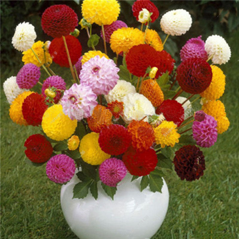 Egrow 10 Pcs/Pack Dahlia Seeds Dahlia Bulbs Exotic Rare Plants Bonsai Perennial Flower Bulbs Garden