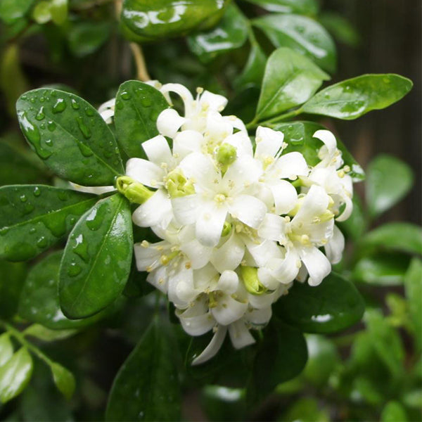 Egrow 20Pcs Bonsai Jasmine Flower Seeds Garden Outdoor Balcony Climbing Flower Seeds