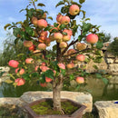 Egrow 100 Pcs/Pack Apple Tree Seeds Garden and Home Potted Fruit Red Apple Seed Bonsai Plants