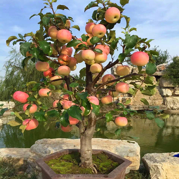 Egrow 100 Pcs/Pack Apple Tree Seeds Garden and Home Potted Fruit Red Apple Seed Bonsai Plants