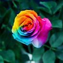 Egrow 200Pcs Rainbow Rose Seeds Rare Colorful Flower Potted Plant Garden Bonsai