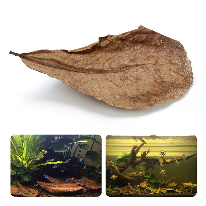 10Pcs Aquarium Natural Terminalia Leaves Reduce Ph Improve Water Quality Water Purifier