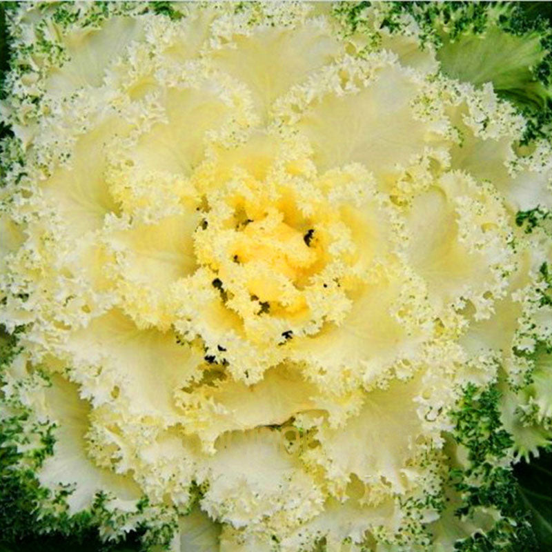 Egrow 200 Pcs/Pack Cabbage Seeds Home Garden Ornamental Cabbage Flowering Brassica Oleracea Bonsai Vegetable Plant