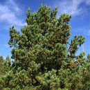 Egrow 30 Pcs/Pack Sylvestris Tree Seeds Pinus Sylvestris Tree Semente Plant Chinese Pinus Tree