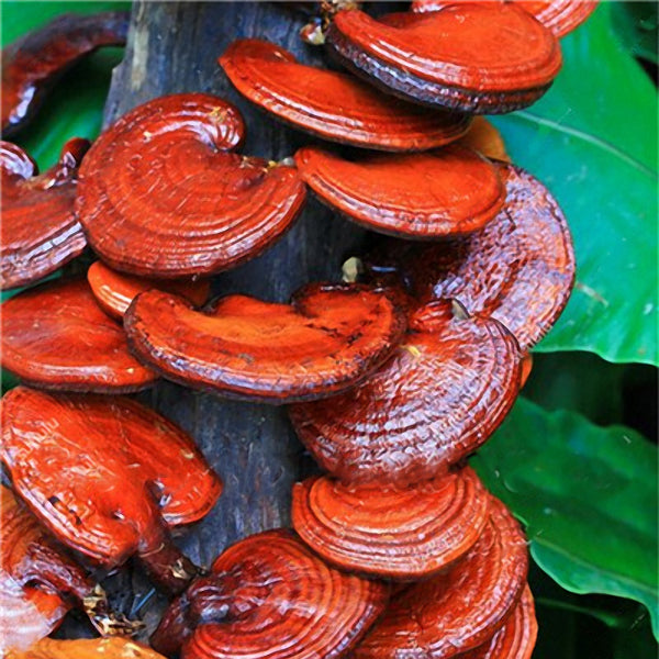 Egrow 50Pcs/Pack Lucidum Seeds Edible Health Vegetable Reishi Mushrooms Seeds Garden Farm Plants