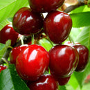 Egrow 20 Pcs/Bag Cherry Seeds Home Indoor Fruit Bonsai Dwarf Cherry Tree Seed Planting