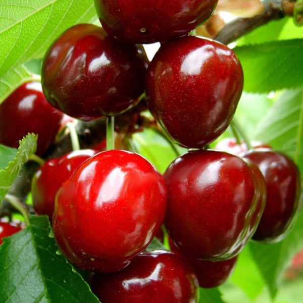 Egrow 20 Pcs/Bag Cherry Seeds Home Indoor Fruit Bonsai Dwarf Cherry Tree Seed Planting