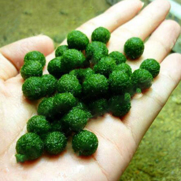 Egrow 200PCS/Pack Aquatic Plants Seeds Mixed Water Grass Plants Aquarium Fish Tank Grass Aquarium Moss Plante