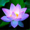 Egrow Lotus Flower Seeds Aquatic Plants Bonsai Lotus Seeds Perennial Plant for Home Garden