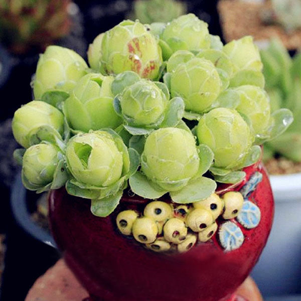 Egrow 100Pcs/Pack Greenovia Flowers Seeds Green Mountain Rose Succulent Plants Bonsai Seed