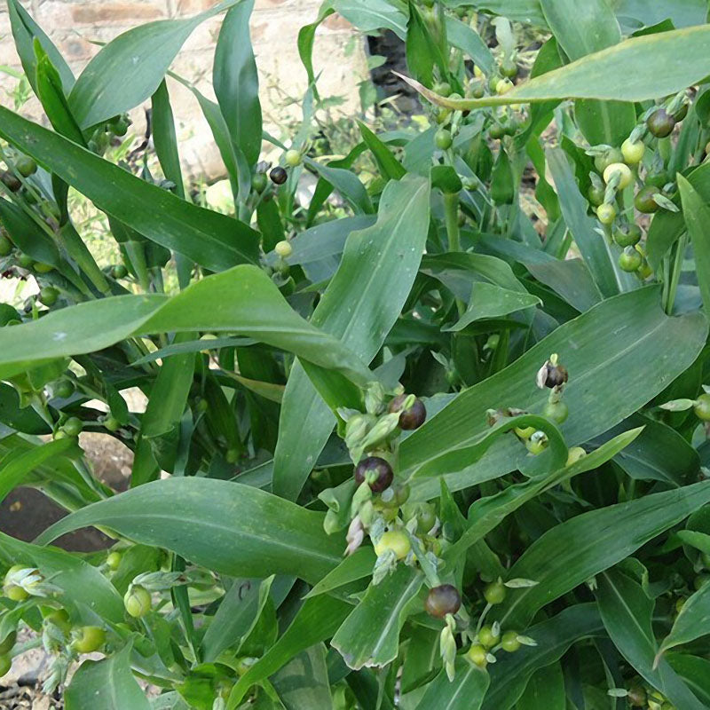 Egrow 30Pcs/Bag Coix Seeds Chinese Pearl Barley Coix Chinensis Seeds Adlay Coixseed Job's Tears Seed