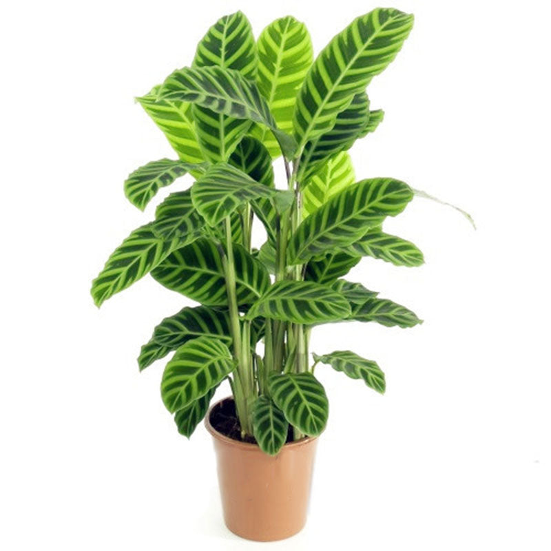 Egrow 100 Pcs/Pack Calathea Seeds Rare Calathea Bonsai Air Freshening Plants High Humidity Office Desk Bonsai for Flower Pot Planters