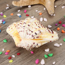 Living Room Ornaments Sea Shell Clam Tridacna Big Conch Natural 10-12CM Fish Tank Decorations