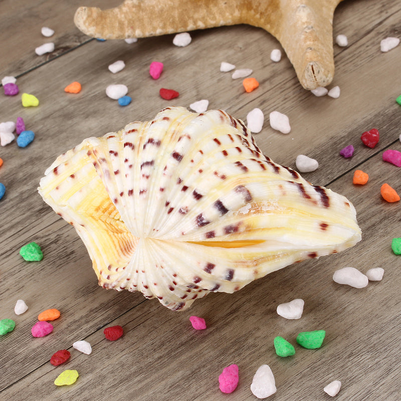 Living Room Ornaments Sea Shell Clam Tridacna Big Conch Natural 10-12CM Fish Tank Decorations