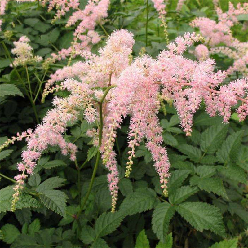 Egrow 50 Pcs/Pack Astilbe Seeds Chinese Astilbe Plant Astilbe Chinensis Flower Seeds