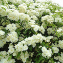 Egrow 20Pcs/pack Jasmine Seeds Double Murraya Paniculata Bonsai Evergreen Plants Satinwood Lakeview White Fragrant Flowers