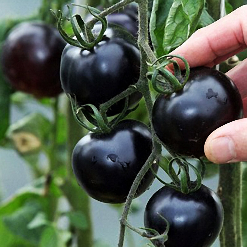 Egrow 200Pcs Tomato Seeds Garden Vegetable Planting Red Yellow Black Potted Tomatoes Bonsai