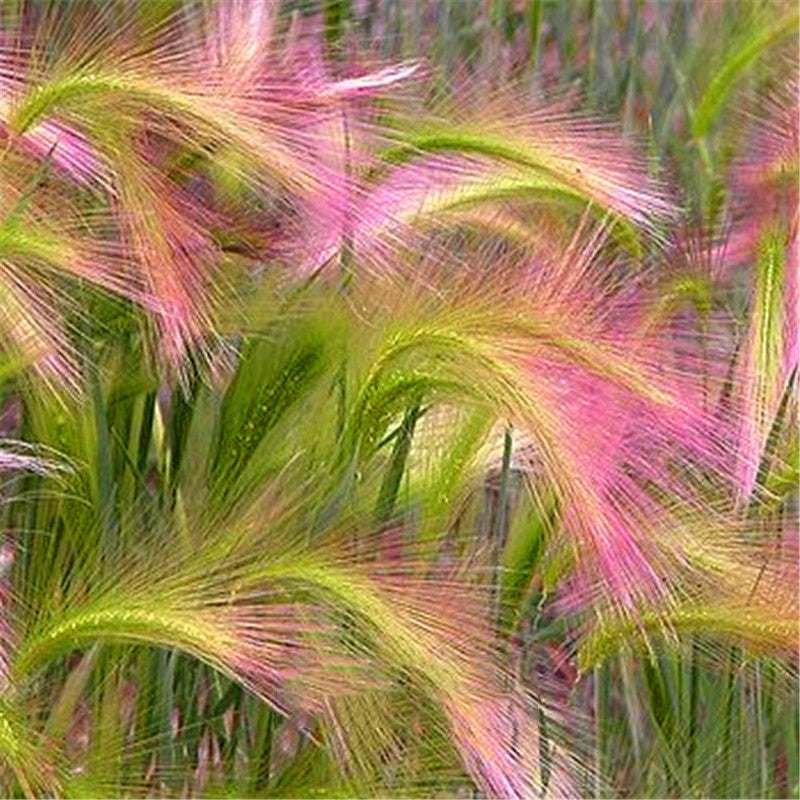 Egrow 30Pcs/Bag Rabbit Tail Grass Seeds Grass Barley Hordeum Jubatum Herb Seeds for Home Garden