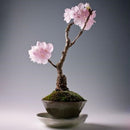 Egrow 50 Pcs/Pack Sakura Seeds Rare Sakura Cherry Blossom For Garden Flower Bonsai Tree Indoor Flowers Plants
