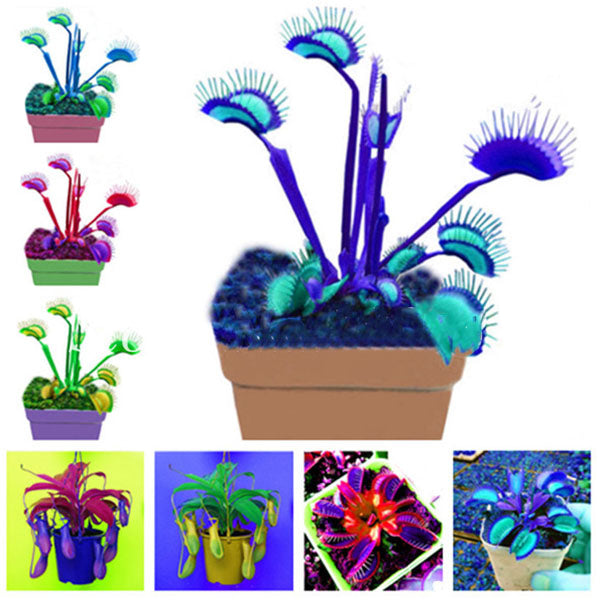 Egrow 100 Pcs/Pack Flycatcher Seeds Giant Clip Venus Flytrap Potted Bonsai