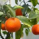 30Pcs Edible Fruit Mandarin Bonsai Tree Seeds Citrus Seeds Bonsai Mandarin Orange Seeds