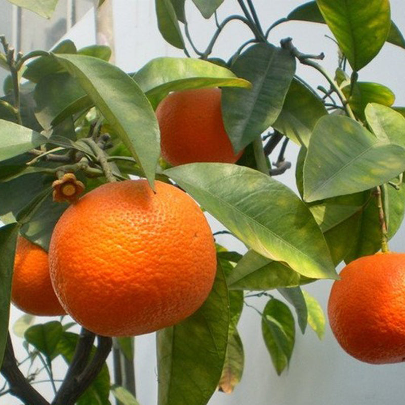 30Pcs Edible Fruit Mandarin Bonsai Tree Seeds Citrus Seeds Bonsai Mandarin Orange Seeds