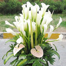 Egrow 50 PCS Calla Lily Seeds Tropic Beautifying Plants Garden Potted Flowers Perennial Lily Seeds