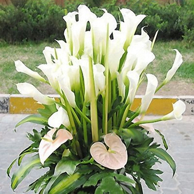 Egrow 50 PCS Calla Lily Seeds Tropic Beautifying Plants Garden Potted Flowers Perennial Lily Seeds