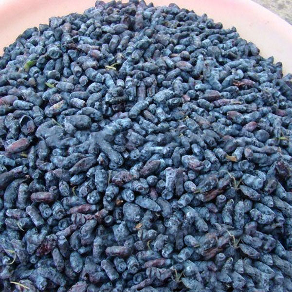 Egrow 200Pcs/Pack Lonicera Caerulea Fruit Seeds Home Garden Plants Honeyberry Blueberry Seeds