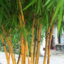 Egrow 50pcs/Bag Golden Bamboo Seeds New Semente Rare Golden Bamboo Tree Seeds for Home Garden Plants