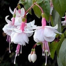Egrow 10Pcs Fuchsia Lanterns Flower Seeds Garden Balcony Begonia Bell Pot Flower Seeds