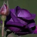 Egrow 50Pcs/Pack Holland Rainbow Rose Seeds Gardening Bonsai Flower Seeds