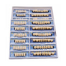 168Pcs 6 Set Acrylic Resin Denture Teeth Model Dental Tools Upper Lower Shade 23 A2