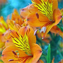 Egrow 100PCS/Pack Lily Seeds Rare Peruvian Lily Alstroemeria Bonsai Plants Mix-Color Beautiful Lilies Flower