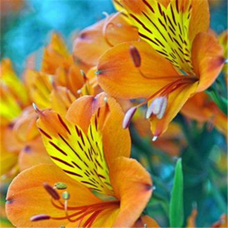 Egrow 100PCS/Pack Lily Seeds Rare Peruvian Lily Alstroemeria Bonsai Plants Mix-Color Beautiful Lilies Flower