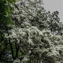 Egrow 15 Pcs/Pack Tassel Seeds Tassel Tree Plant Chionanthus Retusus Garden Seeds