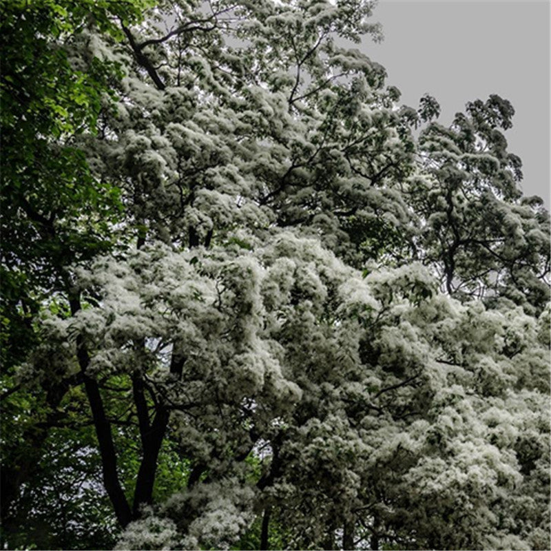 Egrow 15 Pcs/Pack Tassel Seeds Tassel Tree Plant Chionanthus Retusus Garden Seeds