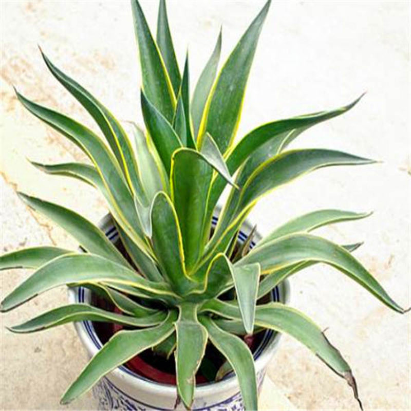 Egrow 100 Pcs/Pack Maguey Seeds Mixed Rare Aloe Agave Bonsai Rare Succulent Plants Agave Potted For Home and Garden Decoration