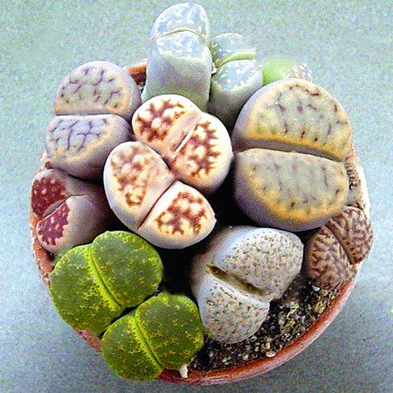 Egrow 100pcs Graine Lithops Pseudotruncatella Plant Seed Rare Potted  Stone Succulentes Mixture