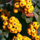 Egrow100Pcs/Bag Pyracantha Seeds Yellow Pyracantha Fortuneana Firethorn Perennial Tree Bonsai Seeds
