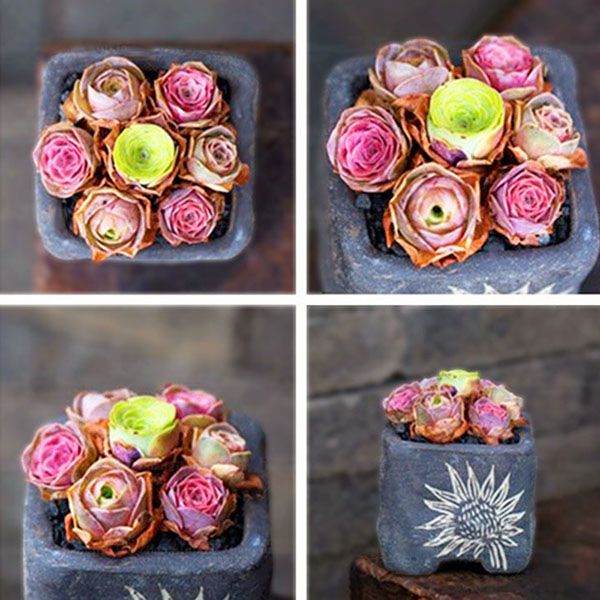 Egrow 100 Pcs/Bag Succulent Seeds Mountain Desert Rose Plants Ornamental Bonsai Flower Seed