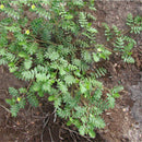 Egrow 100 Pcs/Pack Tribulus Terrestris Seeds Tribulus Terrestris Semente Plant Herba Tribuli