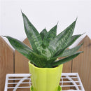 Egrow 400 PCS Garden Bonsai Sansevieria Seeds 100% Genuine Organic Blooming Flower Plant Seed