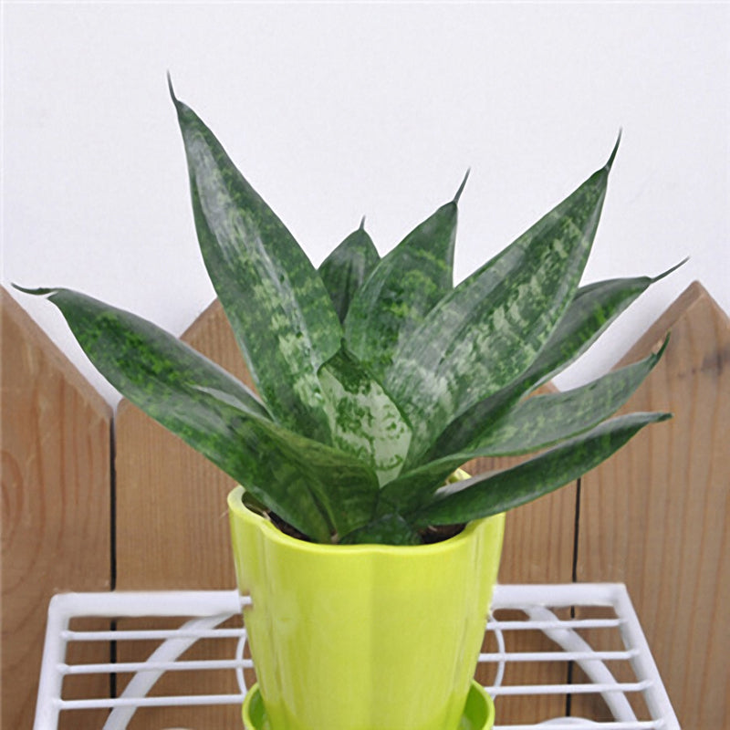 Egrow 400 PCS Garden Bonsai Sansevieria Seeds 100% Genuine Organic Blooming Flower Plant Seed