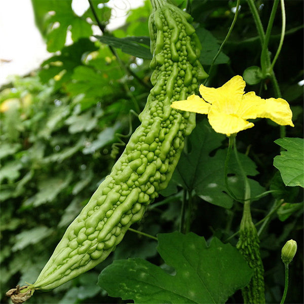 Egrow 20pcs/Bag Bitter Melon Seeds Long Balsam Pear Seeds Summer Terrace Potted Vegetables Seeds