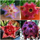 Egrow 100Pcs/Pack Stapelia Pulchella Seeds Colorful Cactus Lithops Bonsai Garden Courtyard Plants