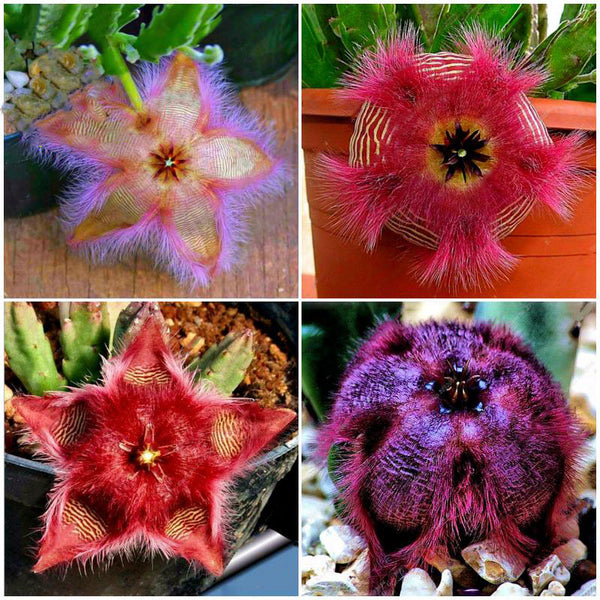 Egrow 100Pcs/Pack Stapelia Pulchella Seeds Colorful Cactus Lithops Bonsai Garden Courtyard Plants